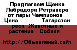Предлагаем Щенка Лабрадора Ретривера от пары Чемпионов › Цена ­ 28 000 - Татарстан респ. Животные и растения » Собаки   